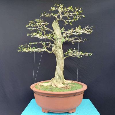 Cây nguyệt quế cao 90cm. Mua bán Cây cảnh, đồ trang trí tại Quận Hải Châu Đà Nẵng được đăng bởi Trần Xuân Dương