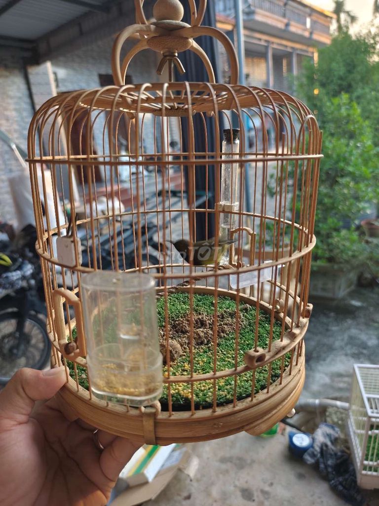 Cần bán 2 bộ hút mật.. Mua bán Chim tại Huyện Trực Ninh Nam Định được đăng bởi Nội Thất Phạm Tổng hình 3