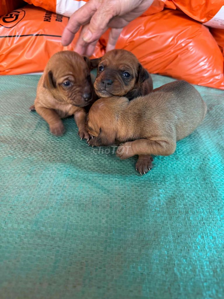 Chó Phốc hươu lai 20 ngày tuổi. Mua bán Chó tại Huyện Mỹ Lộc Nam Định được đăng bởi Cao Phuong Ngan hình 1