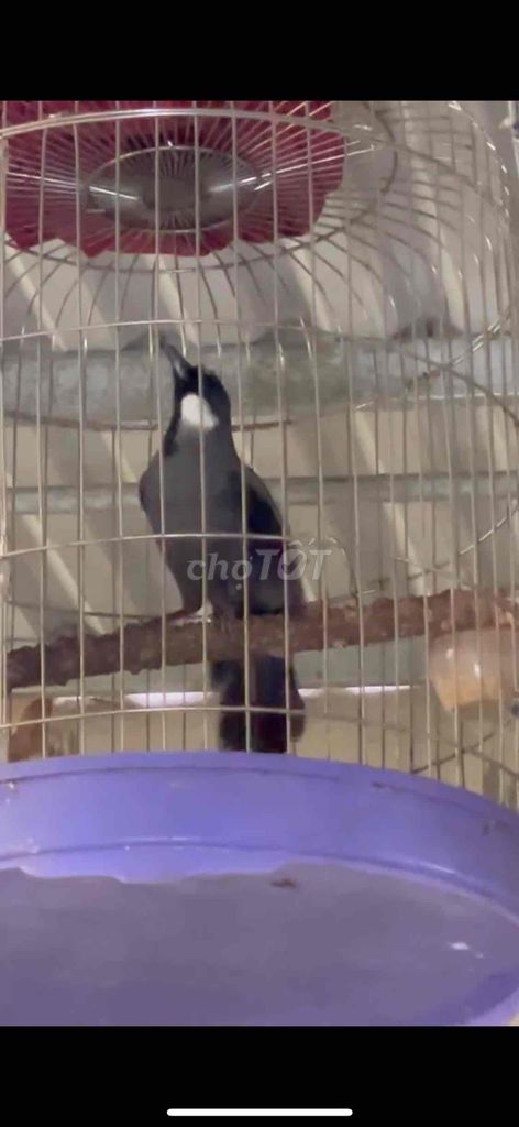 Chim Chìa vôi má trắng trống 2 tháng Đen, trắng. Mua bán Chim tại Quận Bắc Từ Liêm Hà Nội được đăng bởi Tên chưa cung cấp hình 1