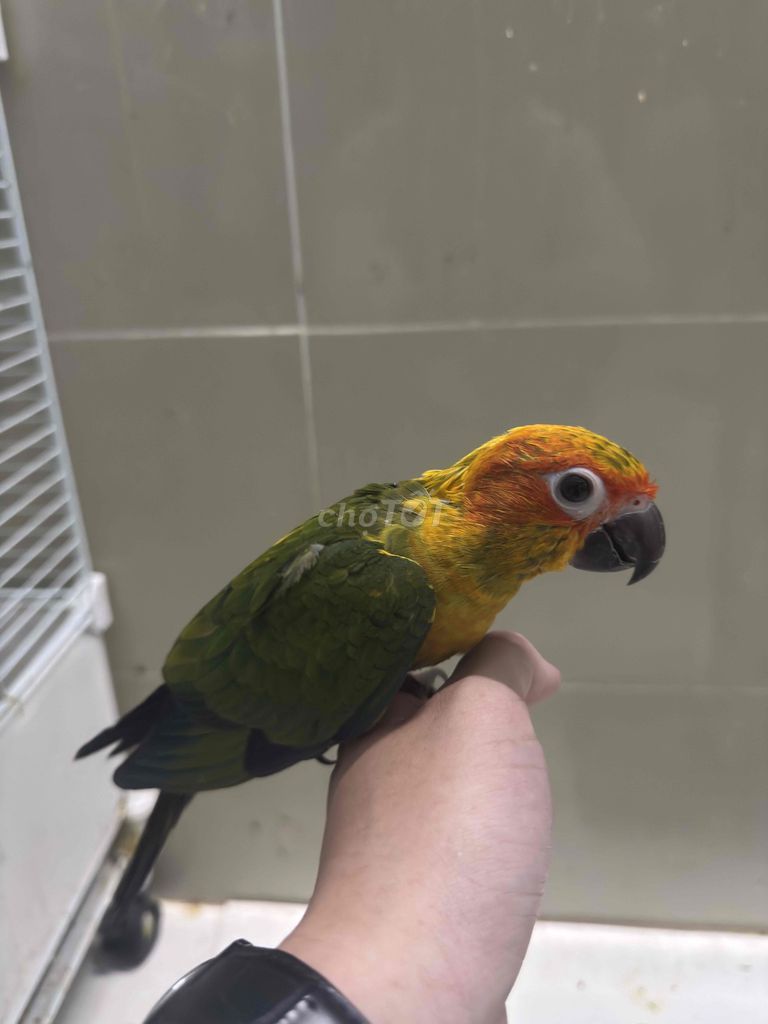 Vẹt 2 tháng Đỏ vàng xanh. Mua bán Chim tại Thành phố Thủ Đức Tp Hồ Chí Minh được đăng bởi Arista hình 1