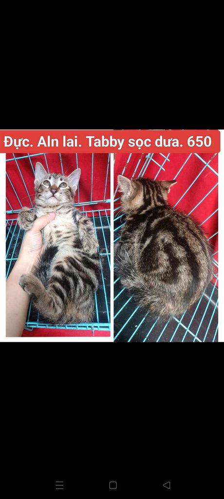 Mèo Cam tabby sọc dưa bò sữa mướp