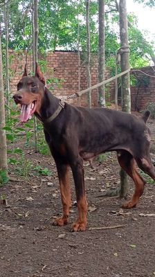 Chó Doberman Đực Nâu 50kg 2 tuổi