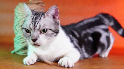 Mèo ALN. Mua bán Mèo tại Huyện Hóc Môn Tp Hồ Chí Minh được đăng bởi Vĩnh