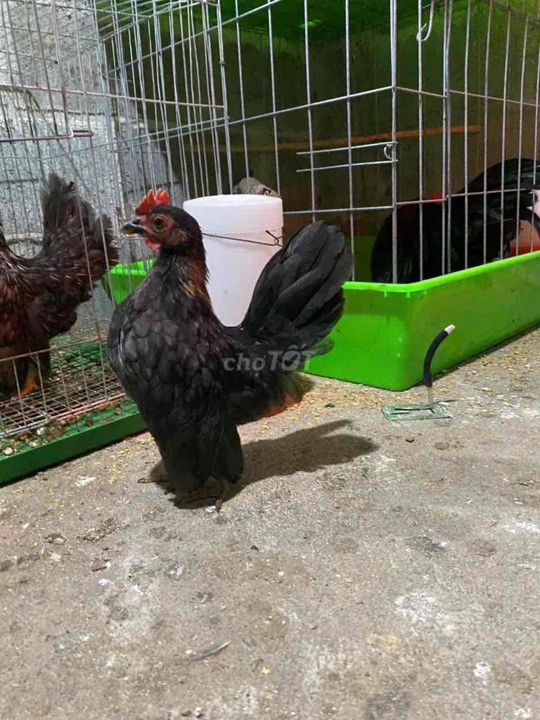 Gà cảnh Serama màu Đen. Mua bán Gà tại Huyện Châu Đức Bà Rịa - Vũng Tàu được đăng bởi Nguyen HK hình 1
