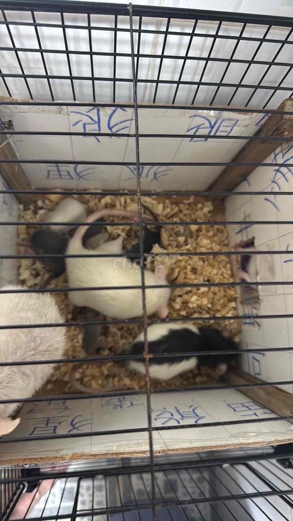 Chuột Hamster màu Đen, trắng. Mua bán Thú cưng khác tại Quận 12 Tp Hồ Chí Minh được đăng bởi Pham Vỹ hình 1