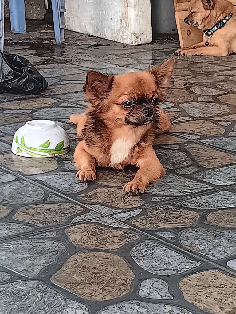 Bán chó chihuahua. Mua bán Chó tại Thành phố Thủ Dầu Một Bình Dương được đăng bởi Hồng hình 2