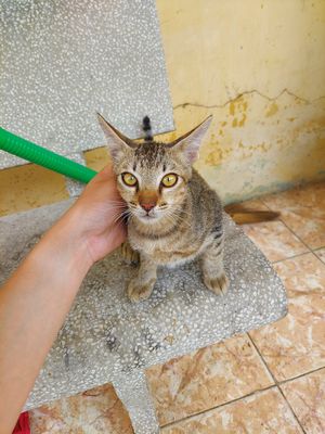 Mèo đẹp 4.5 tháng tuổi đã xổ giun, biết bắt Chuột. Mua bán Mèo tại Thành phố Thủ Đức Tp Hồ Chí Minh được đăng bởi Trần Hiệp