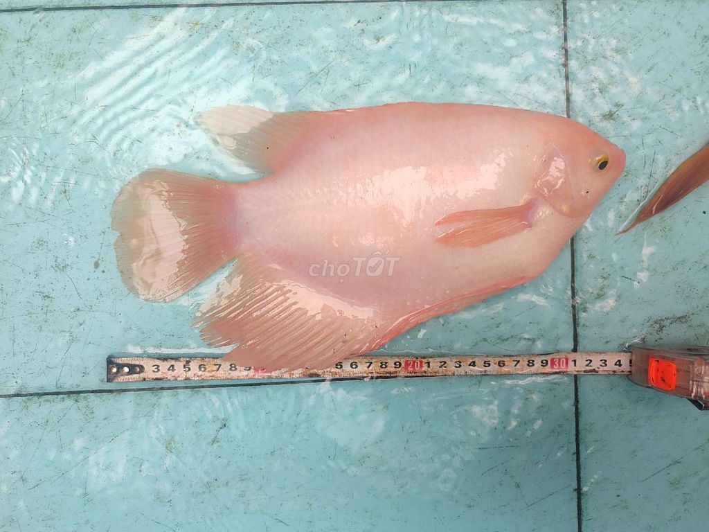 Cá phát tài thuần không cần oxy. Mua bán Thú cưng khác tại Quận 11 Tp Hồ Chí Minh được đăng bởi Ken Nguyễn hình 1