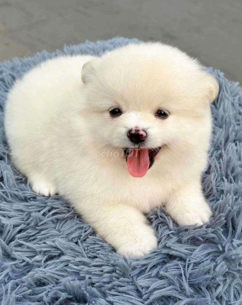 Chó Phốc Sóc Mini 2-3 tháng tuổi. Mua bán Chó tại Quận Bình Tân Tp Hồ Chí Minh được đăng bởi Lê Anh Tuấn hình 1