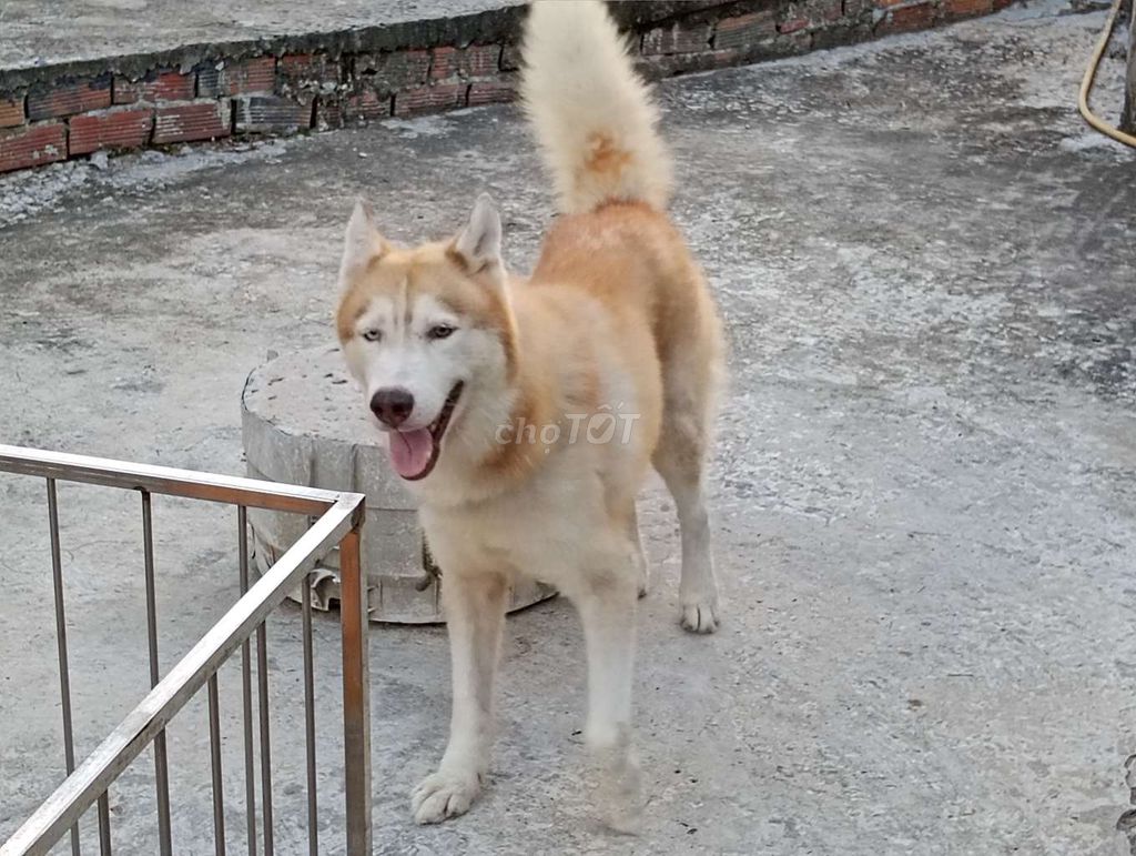 Chó Husky Đực Vàng trắng Thuần chủng. Mua bán Chó tại Quận Cái Răng Cần Thơ được đăng bởi Nhân Rottweiler  hình 1