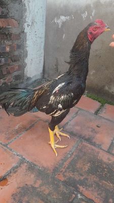 Ô chuối. Mua bán Gà tại Quận Hà Đông Hà Nội được đăng bởi Hoang Ninh