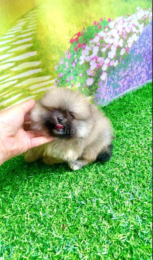 e phốc sóc cái xinh xắn dễ thương. Mua bán Chó tại Quận 7 Tp Hồ Chí Minh được đăng bởi tạ duy lâm hình 3