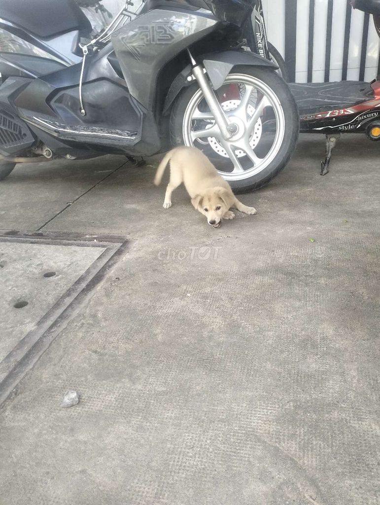 Chó con giống Poodle màu Vàng nhạt. Mua bán Chó tại Thành phố Dĩ An Bình Dương được đăng bởi Hường hình 1