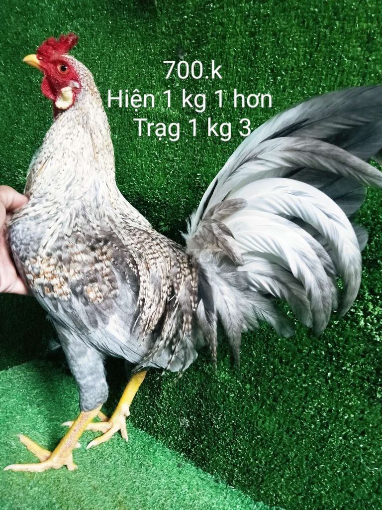 Xám cú gà tơ hiện 1 kg 1 hơn .trạng 1 kg 3