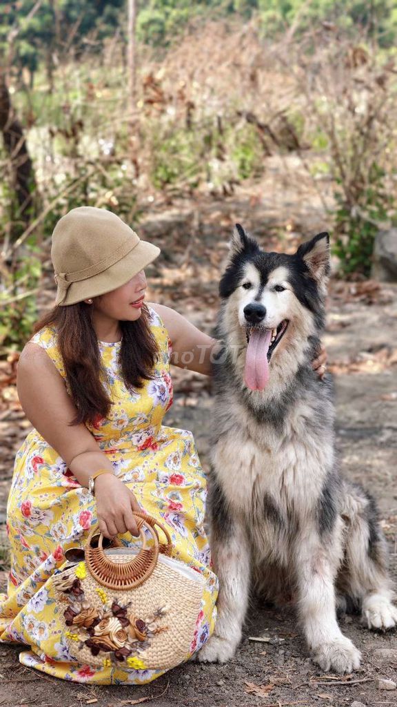 Chó Alaskan Malamute Đen trắng xám. Mua bán Chó tại Quận 1 Tp Hồ Chí Minh được đăng bởi tuấn anh hình 1