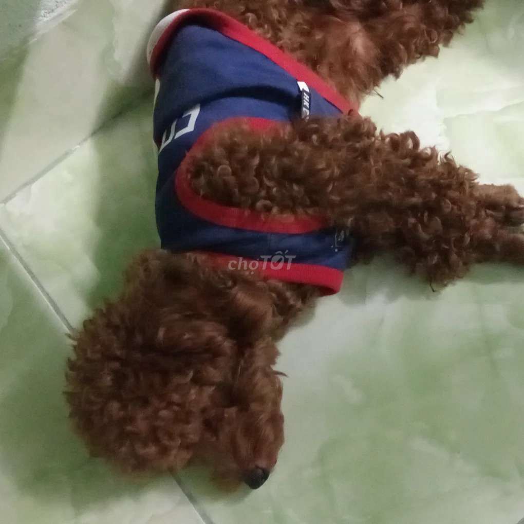 Chó Poodle nâu đực 2 tuổi. Mua bán Chó tại Huyện Diên Khánh Khánh Hòa được đăng bởi TuLinhh hình 1