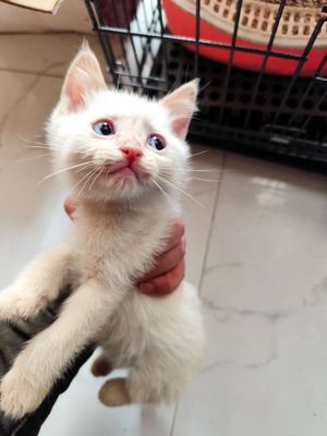Gả đàn mèo Xiêm lai xinh