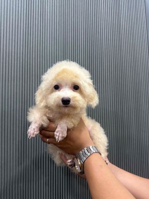 Chó Poodle tiny đực 6 tháng
