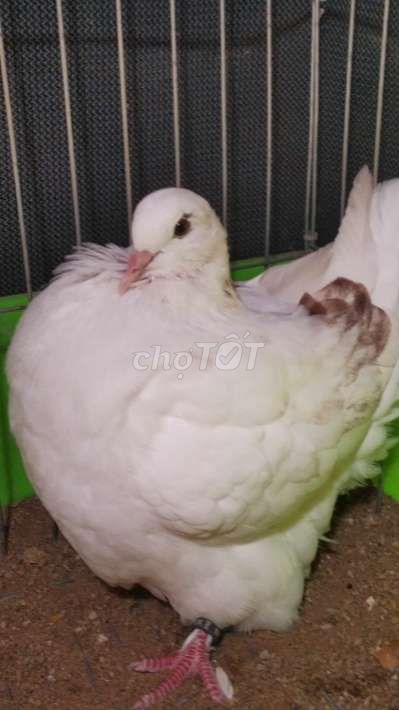 Bồ câu mondain. Mua bán Chim tại Huyện Tam Bình Vĩnh Long được đăng bởi Tran Van Dep hình 1