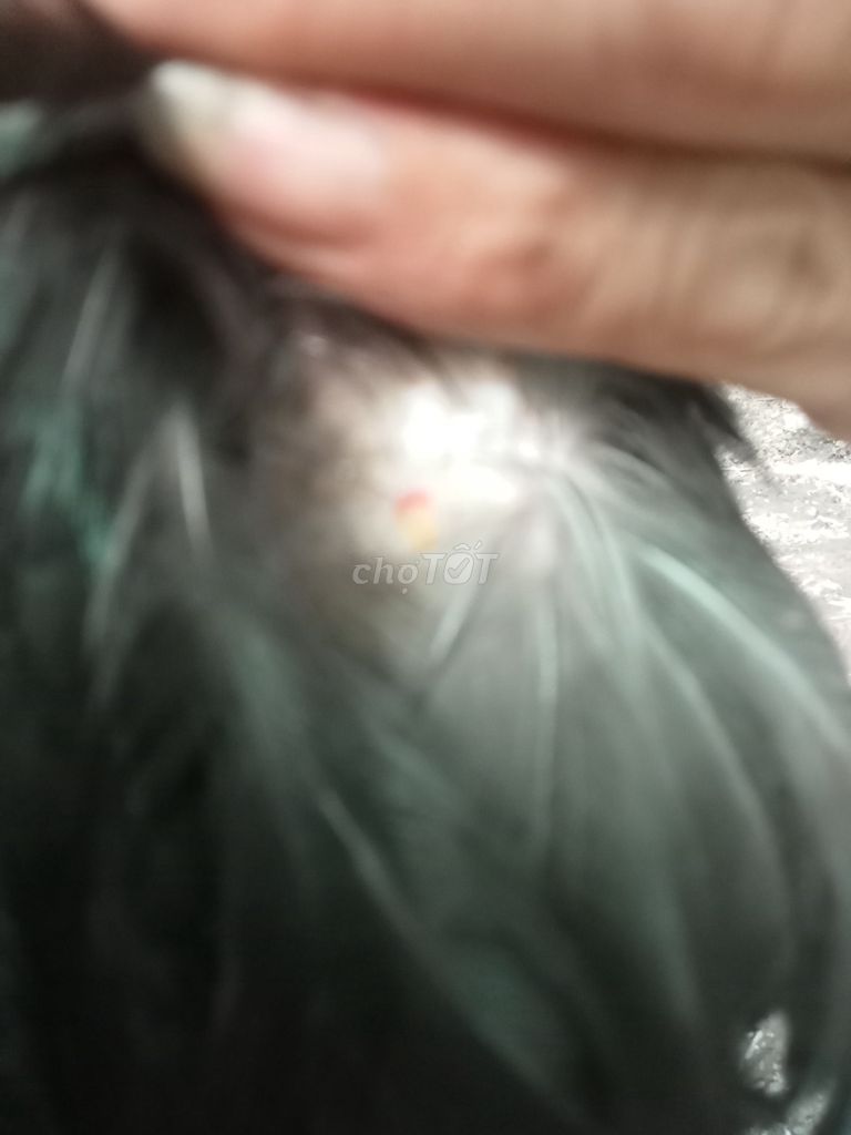 Gà trống giống đen đỏ 3kg có móng. Mua bán Gà tại Quận Thốt Nốt Cần Thơ được đăng bởi Hải Nguyễn hình 1