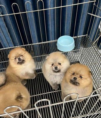 Chó Phốc Sóc nhiều màu