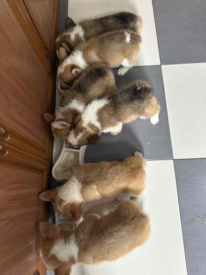 Cún baby corgi tìm nhà mới. Mua bán Chó tại Huyện Thanh Trì Hà Nội được đăng bởi Thanh Nguyễn