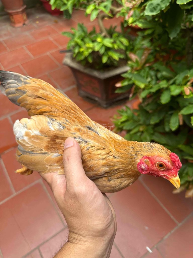 Gà tre bắc cộc. Mua bán Gà tại Huyện Thường Tín Hà Nội được đăng bởi Đức nghĩa  hình 1