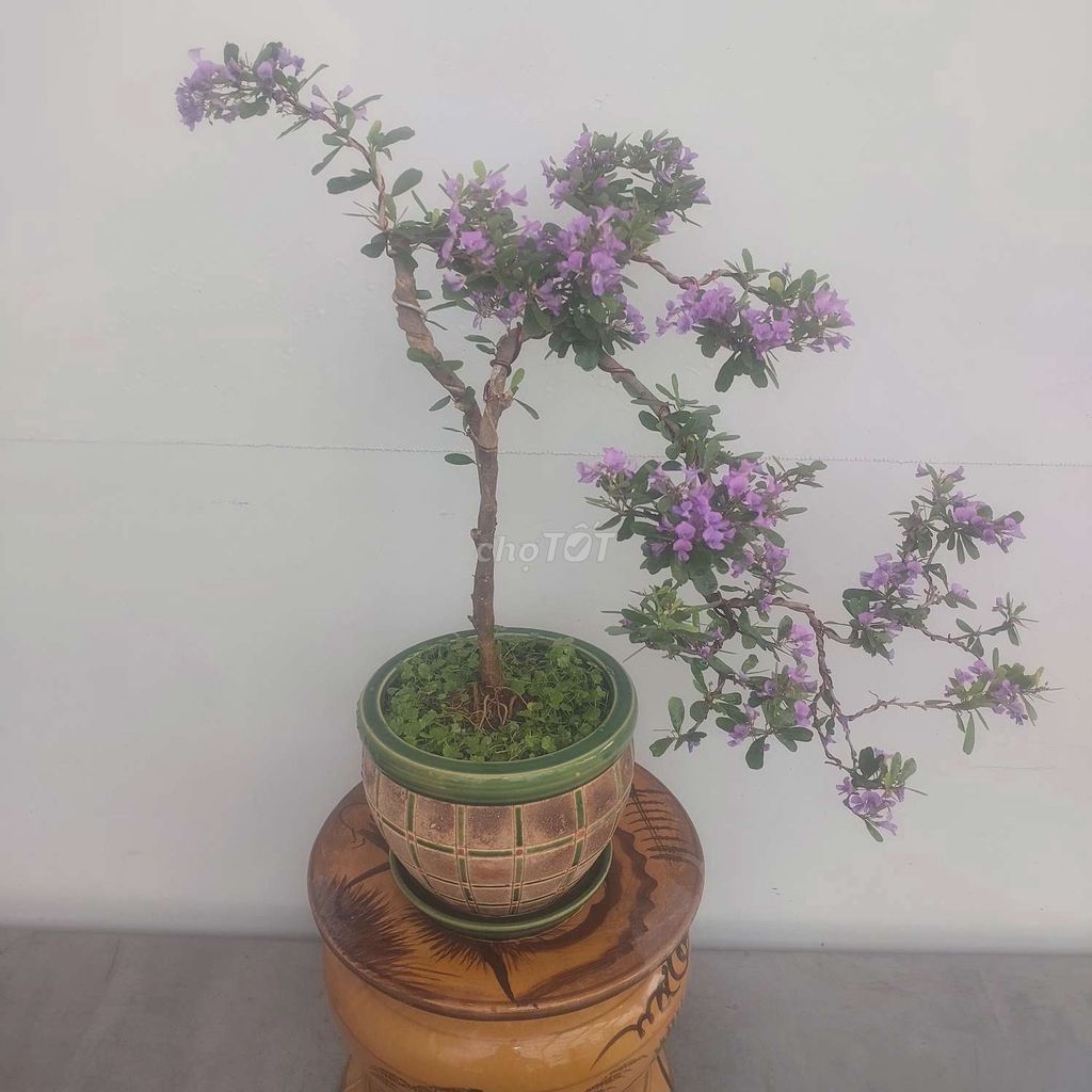 Chậu Sam siêu bông bonsai nghệ thuật để bàn