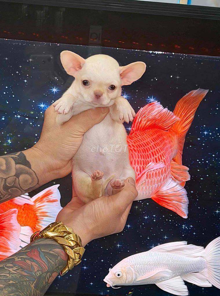 Chó Chihuahua nhiều màu đã tiêm. Mua bán Chó tại Quận Bình Tân Tp Hồ Chí Minh được đăng bởi Trang  hình 1