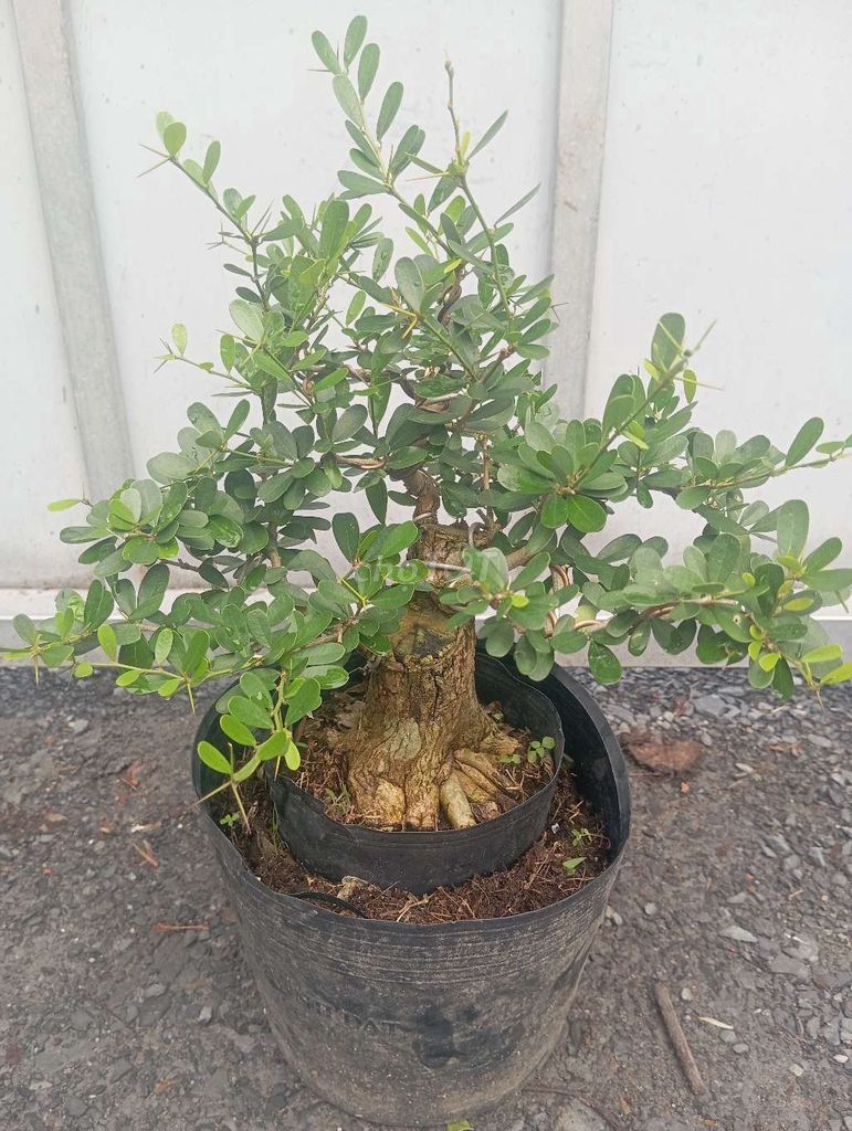 Cây cảnh Linh Sam dáng trực lùn cốt cành già mùa. Mua bán Cây cảnh, đồ trang trí tại Huyện Củ Chi Tp Hồ Chí Minh được đăng bởi Cây kiểng giá rẻ LT2 hình 1