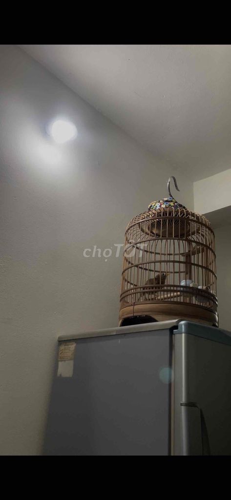 Cần bán Chim Hoạ mi trống gần 3 mùa Thuần 95%. Mua bán Chim tại Quận Hải An Hải Phòng được đăng bởi Nguyễn Ngọc Chiến hình 1