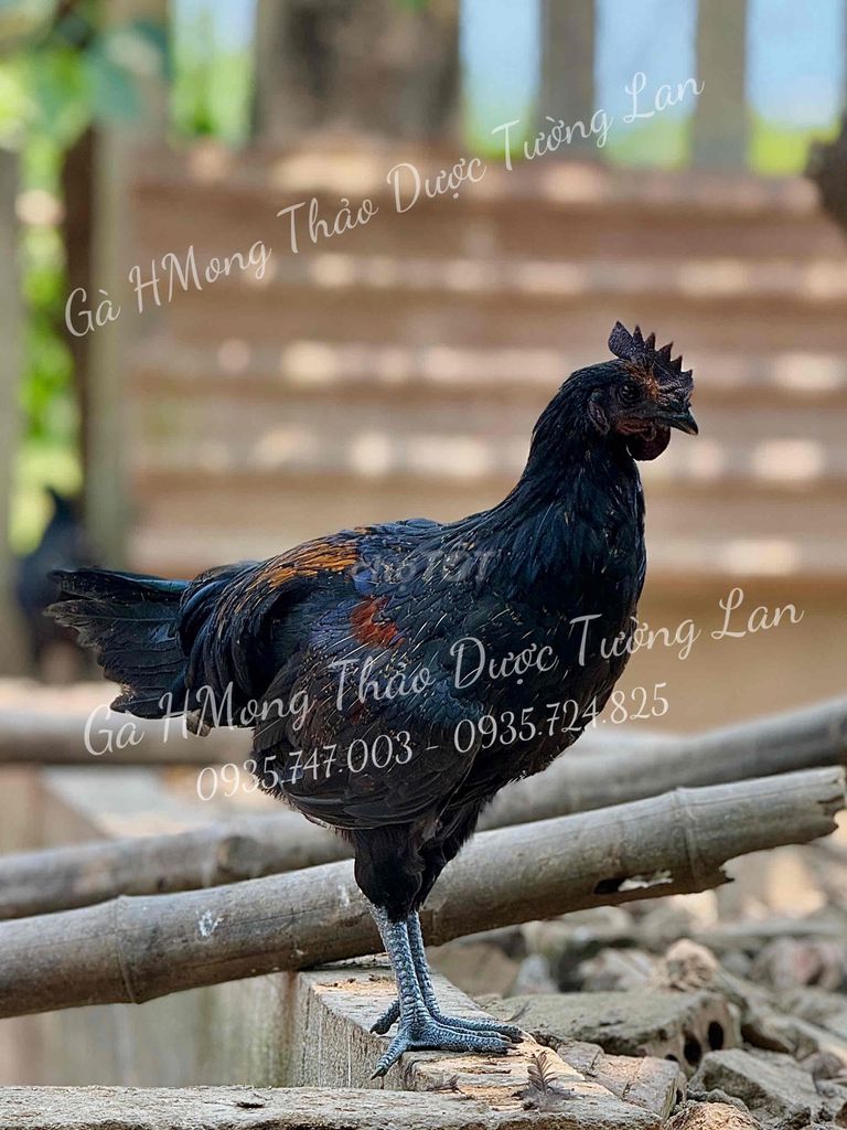Gà HMông Đen. Mua bán Gà tại Thị xã Điện Bàn Quảng Nam được đăng bởi Tường lan  hình 1