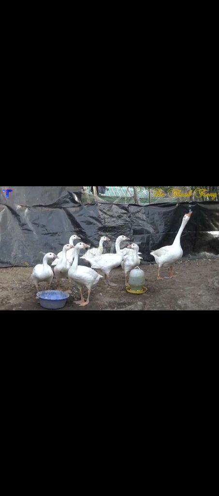 Ngỗng Trắng nuôi từ nhỏ. Mua bán Thú cưng khác tại Quận 12 Tp Hồ Chí Minh được đăng bởi Lâm Nguyễn hình 1