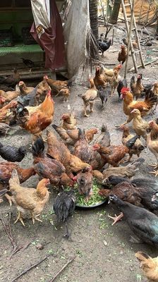 gà hồ thịt ngon. Mua bán Gà tại Thành phố Thủ Đức Tp Hồ Chí Minh được đăng bởi Đại Farm