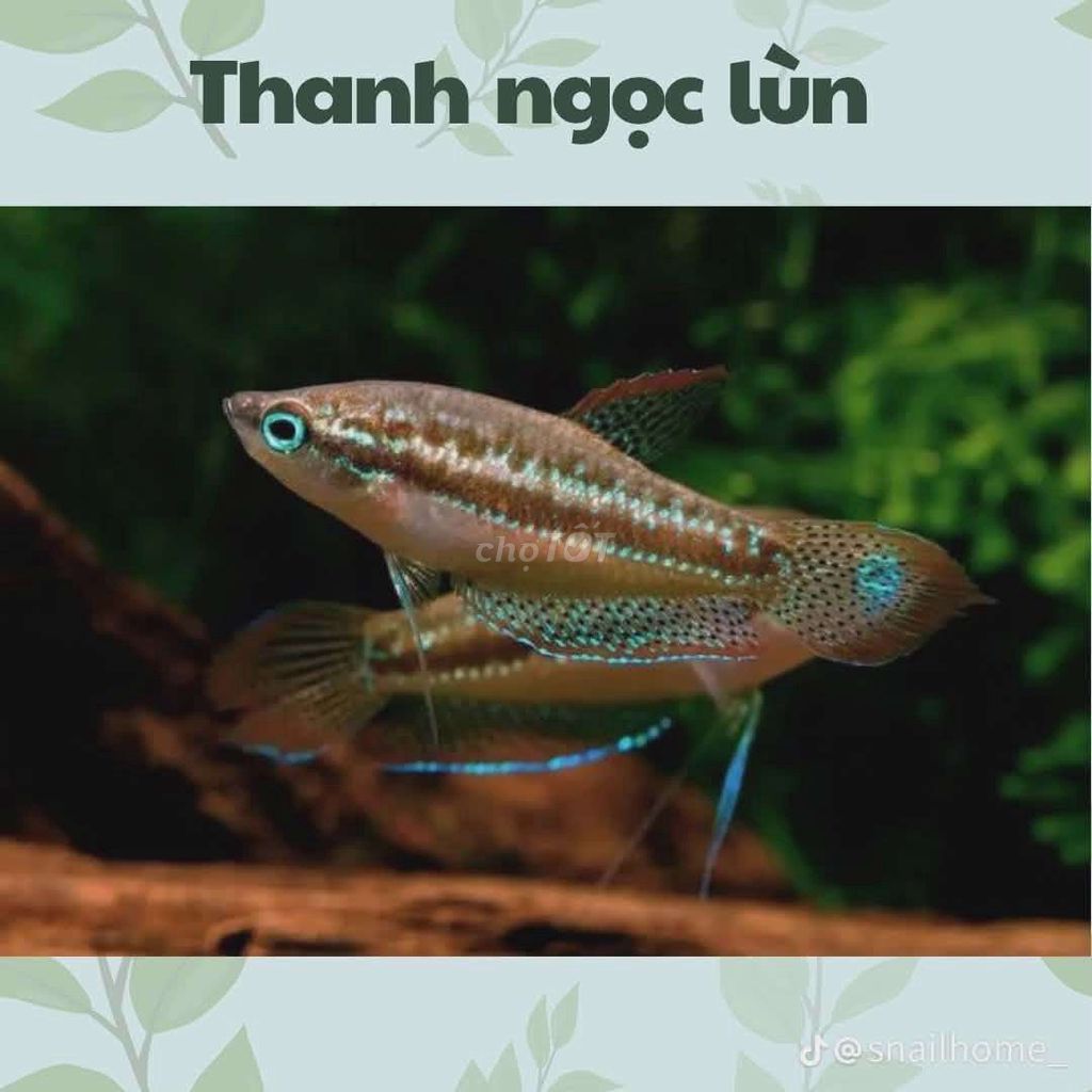Cá bãi trầu ( Thanh ngọc lùn ). Mua bán Thú cưng khác tại Huyện Trảng Bom Đồng Nai được đăng bởi Văn Trần hình 1