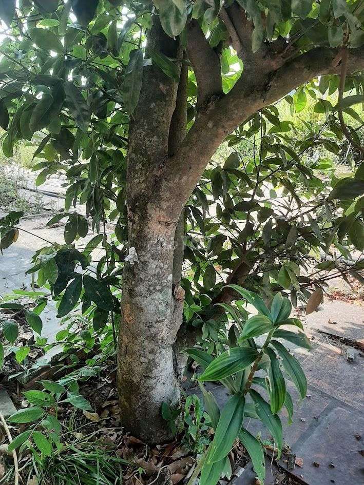 Cây cảnh Mai 30 năm. Mua bán Cây cảnh, đồ trang trí tại Huyện Đức Hòa Long An được đăng bởi Tên chưa cung cấp hình 1