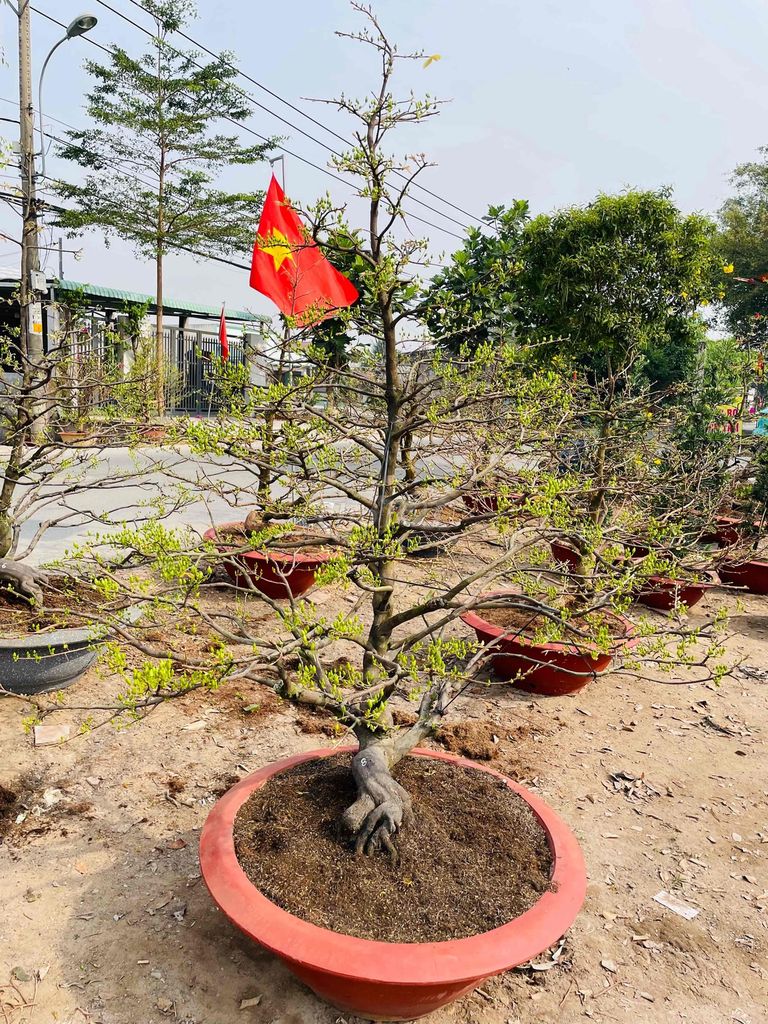 mai thú tàn đều nguyên thuỷ