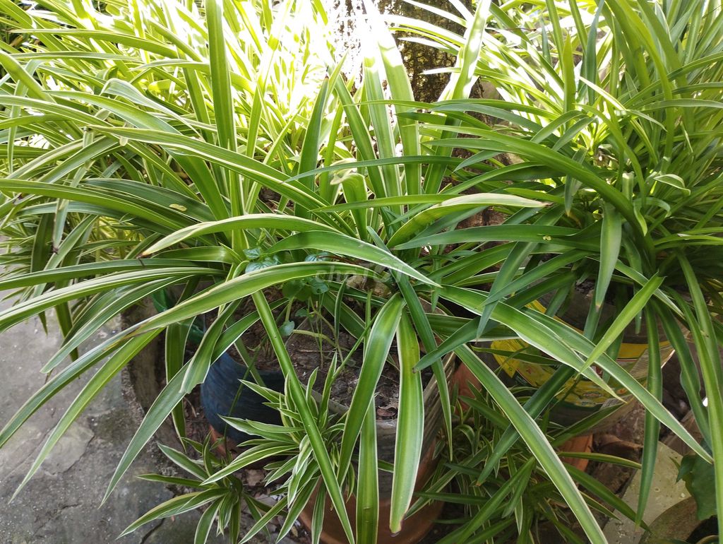 Cây kiểng Xanh lá, Trắng. Mua bán Cây cảnh, đồ trang trí tại Thành phố Cà Mau Cà Mau được đăng bởi Phan dan hình 1