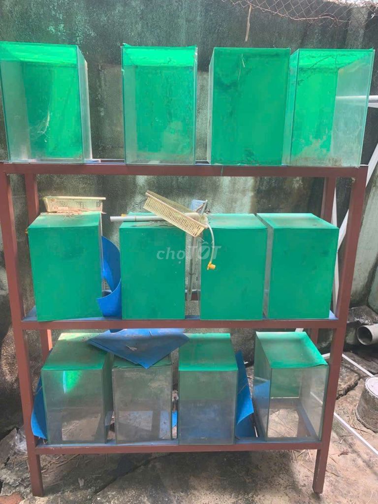 Dàn 16 hồ kèm chân sắt. Mua bán Phụ kiện, Thức ăn, Dịch vụ tại Thành phố Tây Ninh Tây Ninh được đăng bởi Trọng Tài hình 1