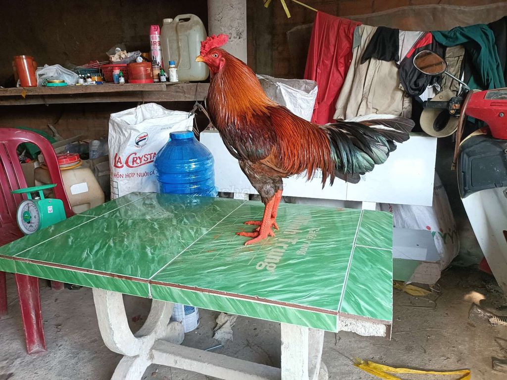 đều vàng 3k2 tay tốt lông mới. Mua bán Gà tại Huyện Phú Tân An Giang được đăng bởi Vủ kê hình 1