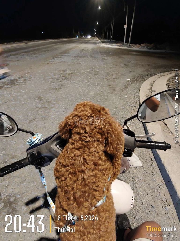 Chó Poodle Nâu. Mua bán Chó tại Thành phố Tây Ninh Tây Ninh được đăng bởi Anh Tuấn hình 1