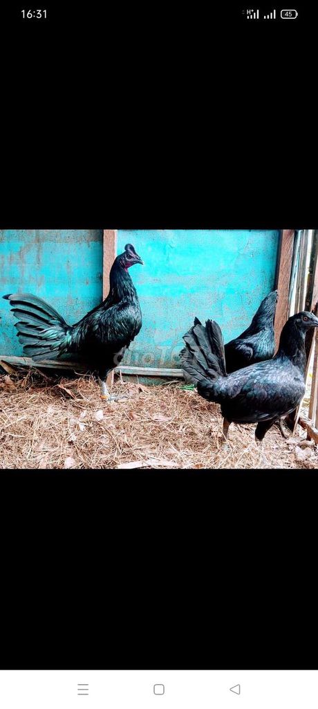 Gà Peru 1 tháng tuổi ae cần ib. Mua bán Gà tại Quận 8 Tp Hồ Chí Minh được đăng bởi Tuấn Anh hình 1