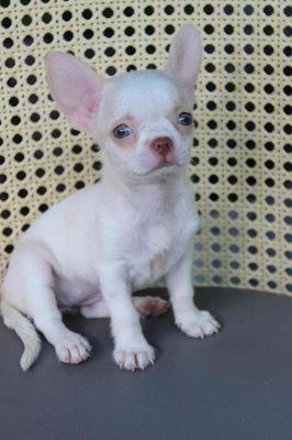 Chihuahua mắt xanh cực hiếm thuần chủng