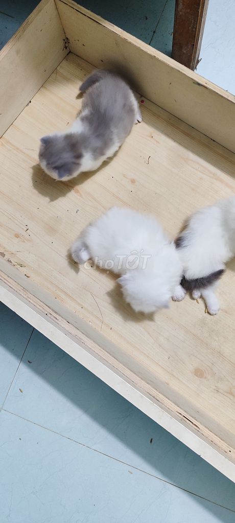 bán mèo. Mua bán Mèo tại Huyện Mai Châu Hòa Bình được đăng bởi Đặng thế long hình 6