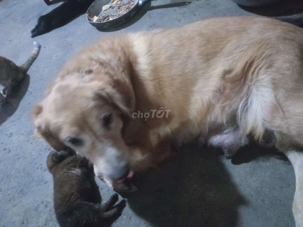 Chó Golden Retriever cái 2 năm tuổi. Mua bán Chó tại Thị xã Bến Cát Bình Dương được đăng bởi Phamcuong hình 1