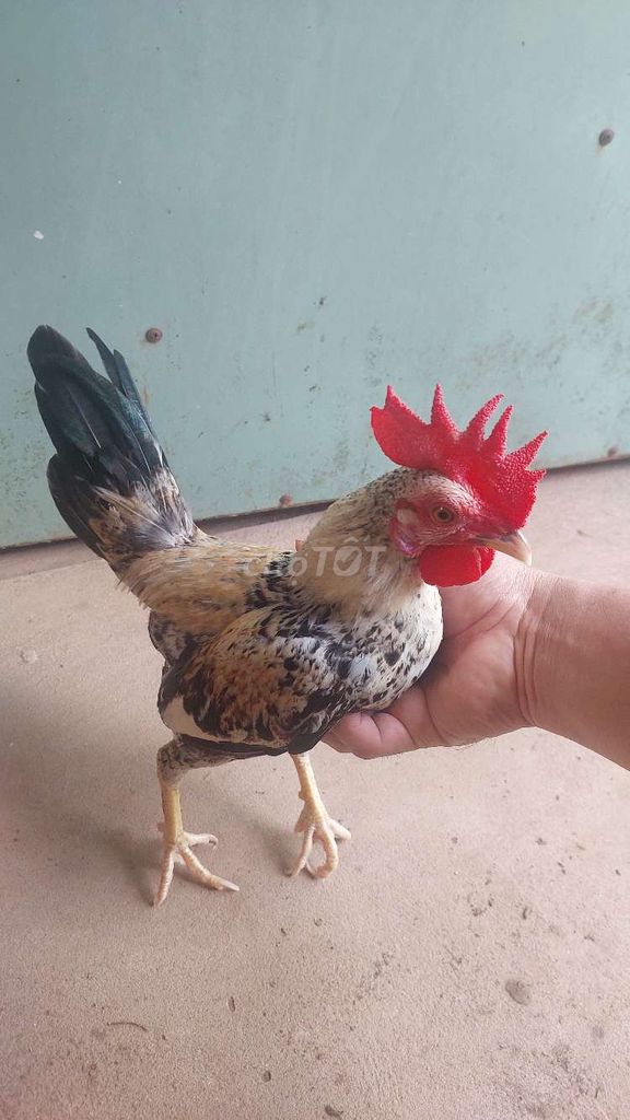 Gà tre Đực Đa sắc làm giống. Mua bán Gà tại Quận Ninh Kiều Cần Thơ được đăng bởi  ga lai hình 1