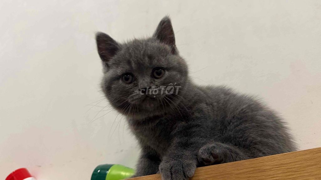 Mèo Anh lông ngắn 2 tháng Xám. Mua bán Mèo tại Quận 6 Tp Hồ Chí Minh được đăng bởi Trang Lý hình 1
