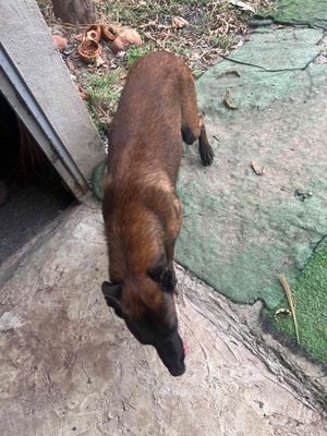 cho becre malinoi. Mua bán Chó tại Thị xã Tân Uyên Bình Dương được đăng bởi tuan