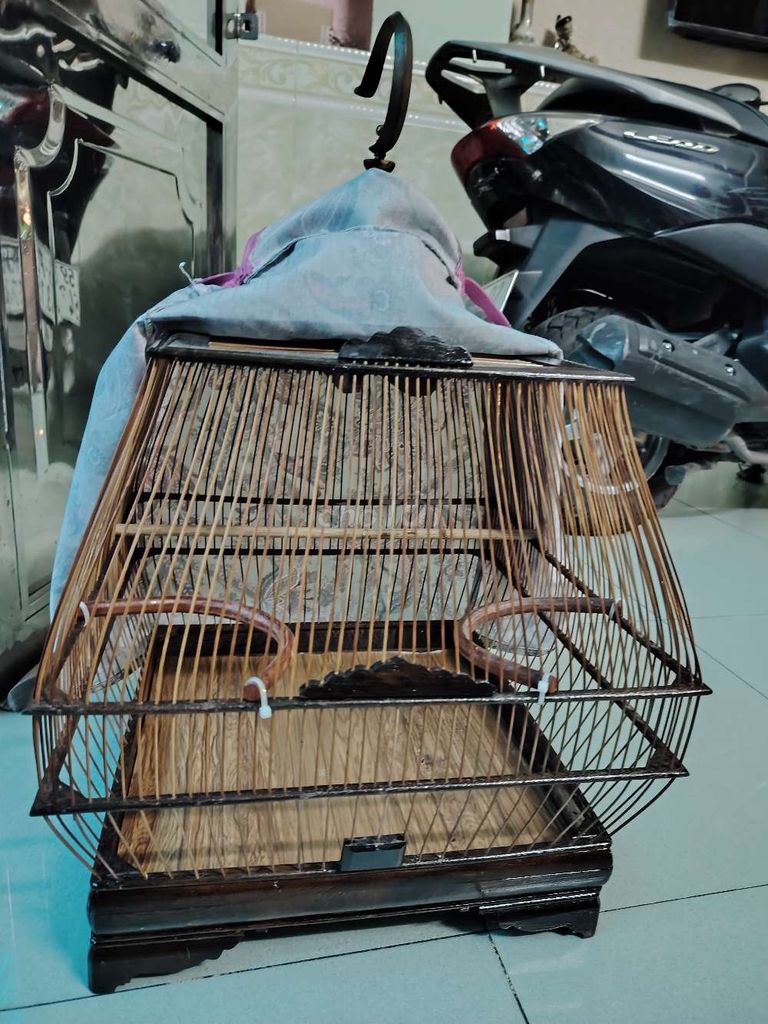 Lồng chim chào mào. Mua bán Phụ kiện, Thức ăn, Dịch vụ tại Quận Tân Bình Tp Hồ Chí Minh được đăng bởi Minh hình 1